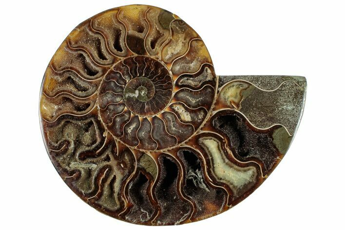 Cut & Polished Ammonite Fossil (Half) - Madagascar #308620